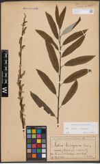 Foto von Salix caprea L. x Salix eleagnos Scop.